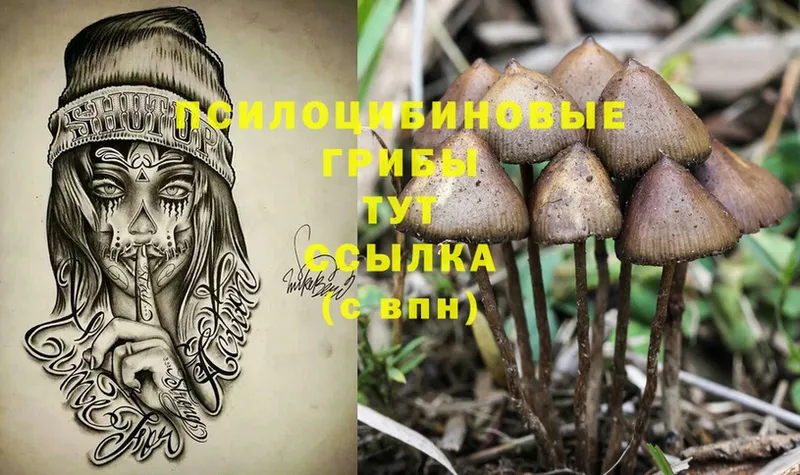 Псилоцибиновые грибы Cubensis  Апрелевка 